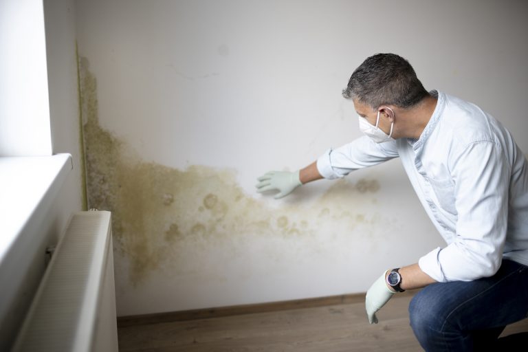 rising damp enfield